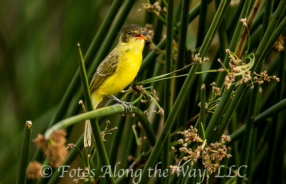 Yellow Wagtail (Tanzania)