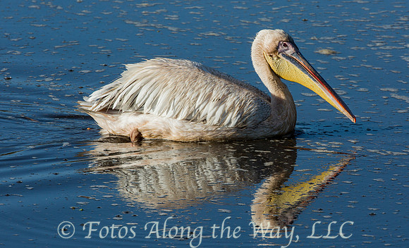 Great White Pelican (Tanzania)