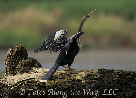 Anhinga (Costa Rica)