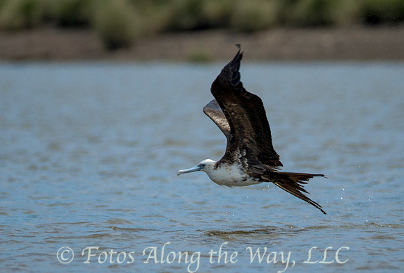 Magnificant Frigatebird (Costa Rica)