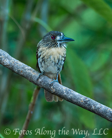 White-whiskered Puffbird (Costa Rica)