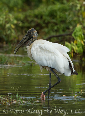 Wood Stork (Costa Rica)
