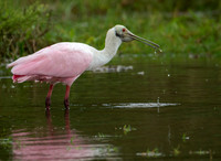 Storks, Pelicans & Spoonbills