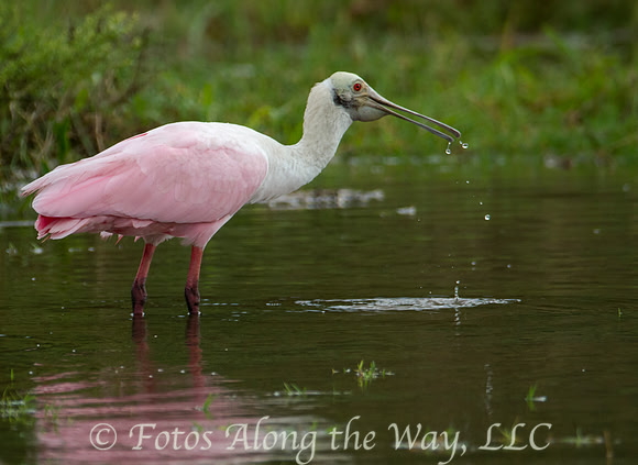 Roseate Spoonbill (Costa Rica)