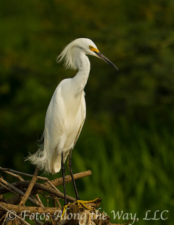 Snowy Egret (Costa Rica)