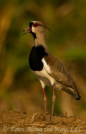 Southern Lapwing (Costa Rica)