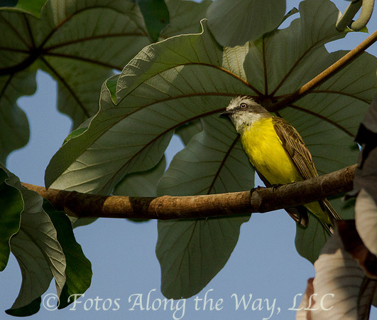 Grey-capped Flycatcher (Costa Rica)