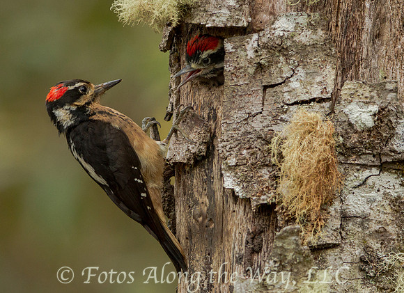 Hairy Woodpecker - Male and Chick (Costa Rica)