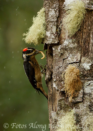 Hairy Woodpecker - Male Ready to Feed Chick (Costa Rica)