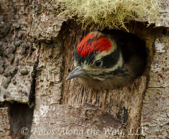 Hairy Woodpecker (Costa Rica)