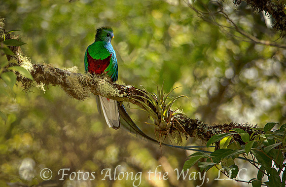 Resplendent Quetzal Perched (Costa Rica)