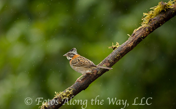 Rufous-collared Sparrow (Costa Rica)