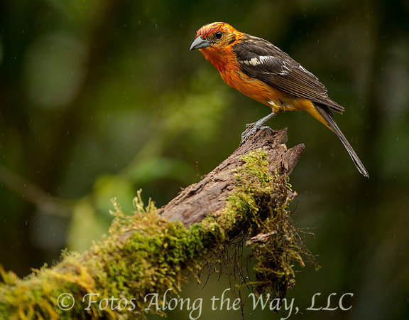 White-winged Tanager (Costa Rica)