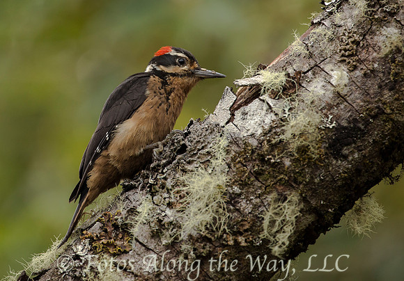 Hairy Woodpecker Male (Costa Rica)