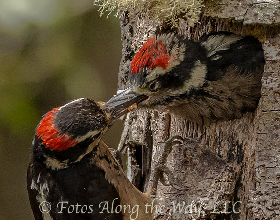 Hairy Woodpecker (Costa Rica)