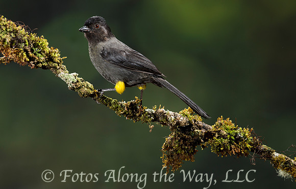 Yellow-thighed Finch (Costa Rica)