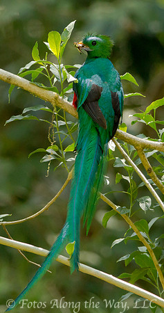 Resplendent Quetzal (Costa Rica)