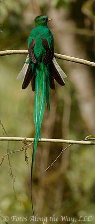 Resplendent Quetzal (Costa Rica)