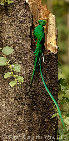 Resplendent Quetzal (Costa Rica)