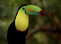Large Birds