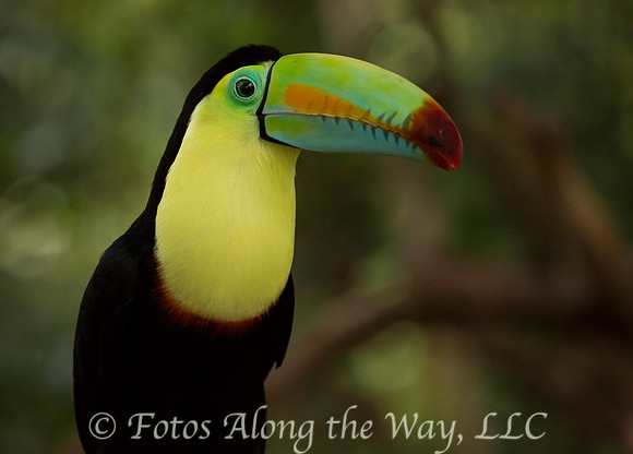 Keel-billed Toucan (Costa Rica)