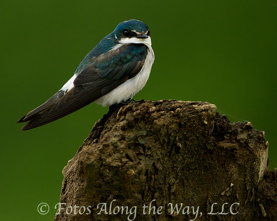 Blue and White Swallow (Costa Rica)