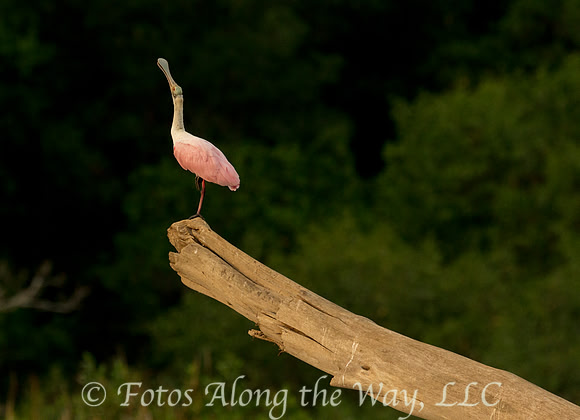 Roseate Spoonbill (Costa Rica)