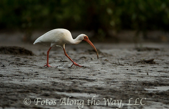 White Ibis (Costa Rica)