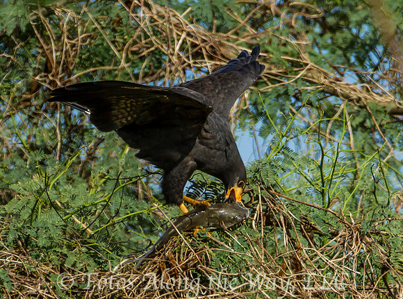 Black Eagle Feeding on Fish (Costa Rica)