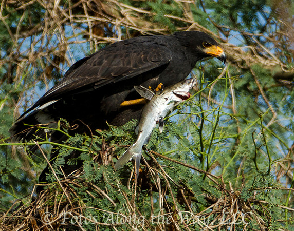 Black Eagle with Fish (Costa Rica)