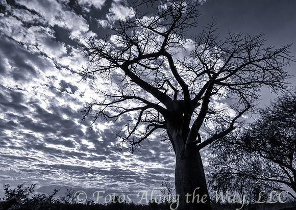 Beobab Tree Silhouette (Botswana, 2016)