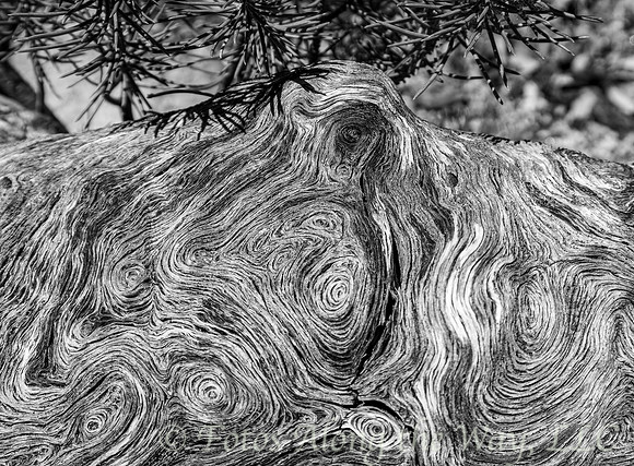 Fallen Tree (Arizona, 2018)
