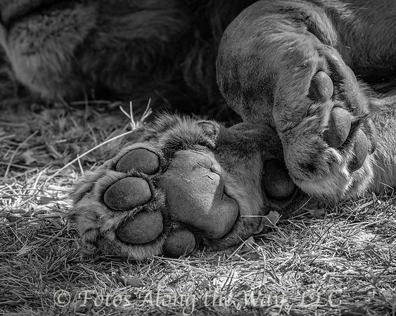 Lion Paws (Botswana)