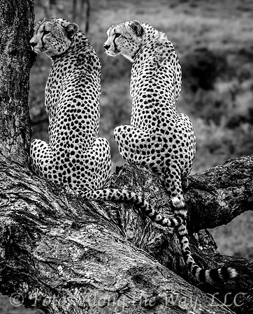 Cheetah Pair in Tree (Kenya)