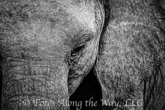 Elephant Closeup (Kenya)