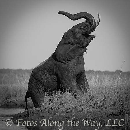 Elephant Trumpeting (Botswana)
