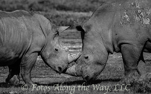 White Rhino Duel (Kenya)