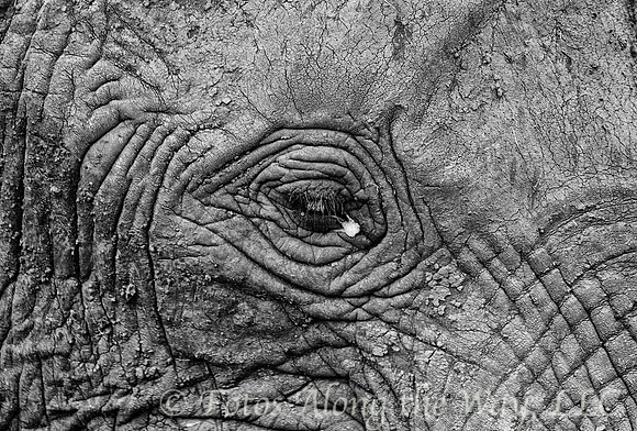 Elephant Eye (Kenya)