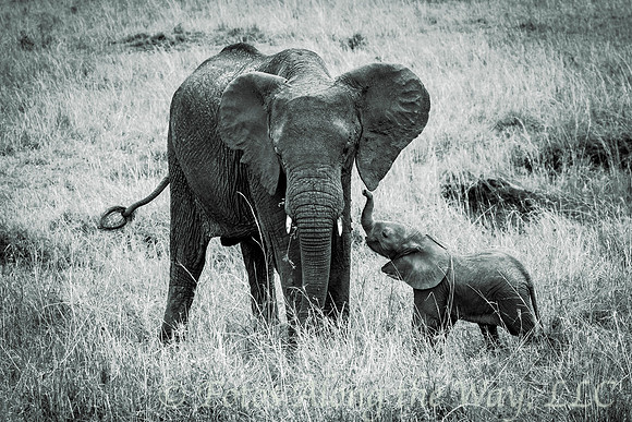 Baby Elephant Talking to Mother