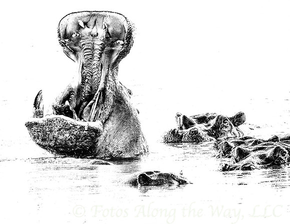 Hippo Yawn among Friends (Botswana)