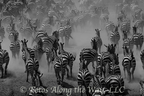 Zebras on the Run (Tanzania)