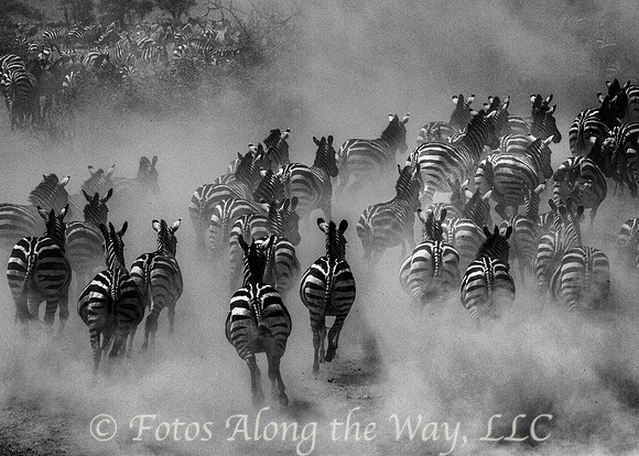 Zebras in the Dust (Tanzania)
