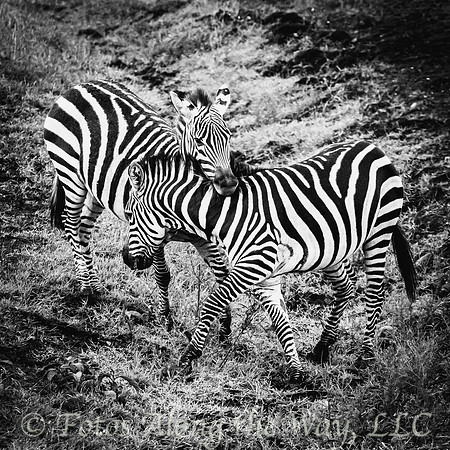 Zebra Dance (Kenya)
