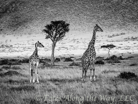 Older & Younger Maasai Giraffes (Kenya)