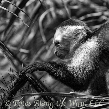 Capuchin Touching Thorn - B&W (Costa Rica)