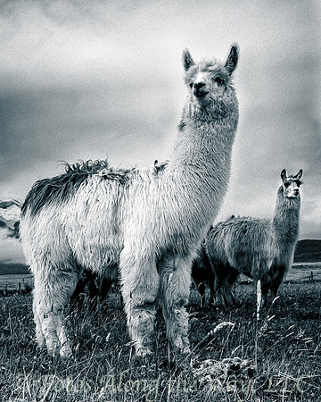 White Llama Portrait (Ecuador)