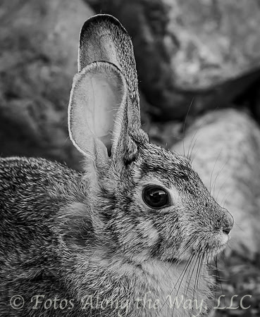 Rabbit Head (Arizona)