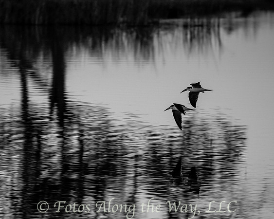 Skimmers in Flight - B&W (Botswana)