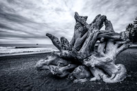 Wood on Rialto Beach (Washington, 2021)