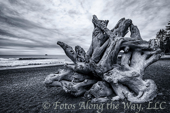 Wood on Rialto Beach (Washington, 2021)